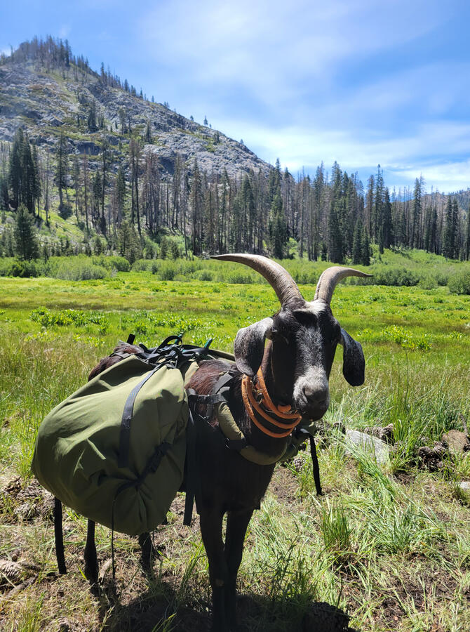 Goat in meadow Goat in meadow