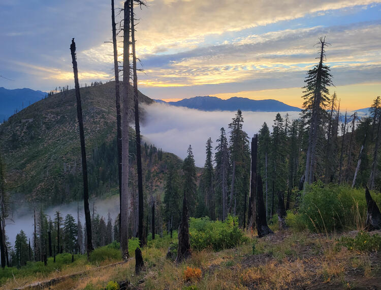 Guided backpacking in the trinity alps wilderness with goats